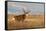 Mule Deer Buck in Winter Grassland Cover-Larry Ditto-Framed Stretched Canvas