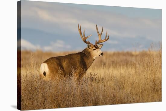 Mule Deer Buck in Winter Grassland Cover-Larry Ditto-Stretched Canvas