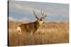 Mule Deer Buck in Winter Grassland Cover-Larry Ditto-Stretched Canvas