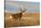 Mule Deer Buck in Winter Grassland Cover-Larry Ditto-Stretched Canvas