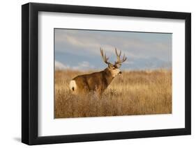 Mule Deer Buck in Winter Grassland Cover-Larry Ditto-Framed Photographic Print