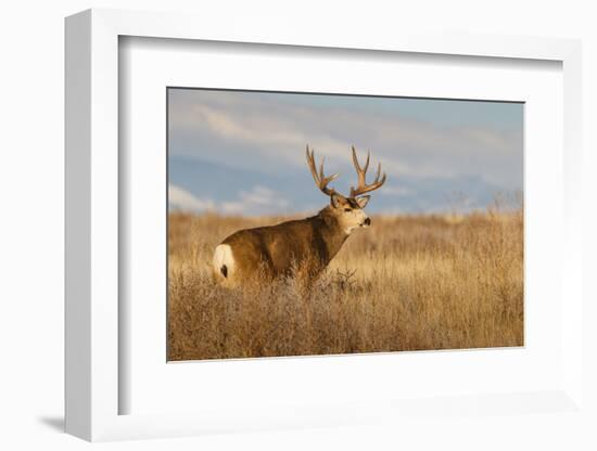 Mule Deer Buck in Winter Grassland Cover-Larry Ditto-Framed Photographic Print