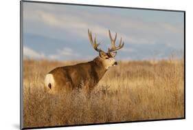 Mule Deer Buck in Winter Grassland Cover-Larry Ditto-Mounted Photographic Print