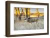 Mule Deer Buck in Winter Grassland Cover-Larry Ditto-Framed Photographic Print