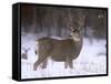 Mule Deer Buck in Winter-Chuck Haney-Framed Stretched Canvas