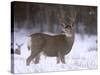 Mule Deer Buck in Winter-Chuck Haney-Stretched Canvas