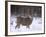 Mule Deer Buck in Winter-Chuck Haney-Framed Photographic Print