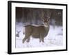 Mule Deer Buck in Winter-Chuck Haney-Framed Photographic Print