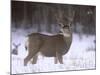 Mule Deer Buck in Winter-Chuck Haney-Mounted Photographic Print