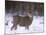 Mule Deer Buck in Winter-Chuck Haney-Mounted Photographic Print