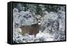 Mule Deer Buck, Late Autumn Snow-Ken Archer-Framed Stretched Canvas