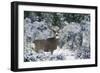 Mule Deer Buck, Late Autumn Snow-Ken Archer-Framed Photographic Print