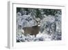 Mule Deer Buck, Late Autumn Snow-Ken Archer-Framed Photographic Print