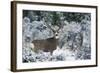 Mule Deer Buck, Late Autumn Snow-Ken Archer-Framed Photographic Print