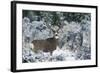 Mule Deer Buck, Late Autumn Snow-Ken Archer-Framed Photographic Print