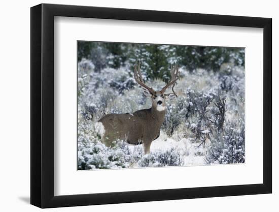 Mule Deer Buck, Late Autumn Snow-Ken Archer-Framed Photographic Print