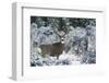 Mule Deer Buck, Late Autumn Snow-Ken Archer-Framed Photographic Print