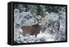 Mule Deer Buck, Late Autumn Snow-Ken Archer-Framed Stretched Canvas