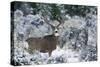 Mule Deer Buck, Late Autumn Snow-Ken Archer-Stretched Canvas