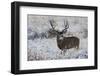 Mule Deer Buck, Late Autumn Snow-Ken Archer-Framed Photographic Print