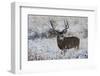 Mule Deer Buck, Late Autumn Snow-Ken Archer-Framed Photographic Print