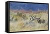 Mule Deer Buck with Does-Ken Archer-Framed Stretched Canvas