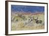 Mule Deer Buck with Does-Ken Archer-Framed Photographic Print