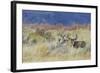 Mule Deer Buck with Does-Ken Archer-Framed Photographic Print