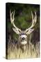 Mule Deer Buck-null-Stretched Canvas