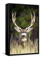 Mule Deer Buck-null-Framed Stretched Canvas