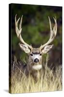 Mule Deer Buck-null-Stretched Canvas