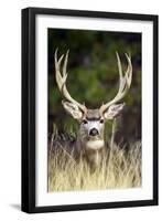 Mule Deer Buck-null-Framed Photographic Print