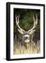 Mule Deer Buck-null-Framed Photographic Print