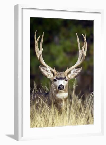 Mule Deer Buck-null-Framed Photographic Print