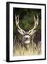 Mule Deer Buck-null-Framed Photographic Print