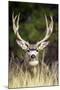 Mule Deer Buck-null-Mounted Photographic Print