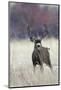 Mule Deer Buck-Ken Archer-Mounted Photographic Print