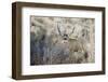 Mule Deer Buck-Ken Archer-Framed Photographic Print