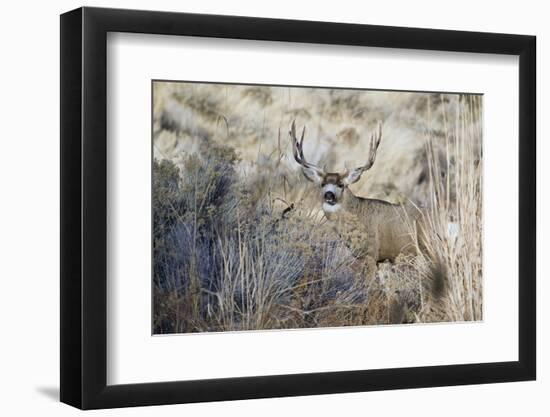 Mule Deer Buck-Ken Archer-Framed Photographic Print