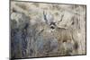 Mule Deer Buck-Ken Archer-Mounted Photographic Print