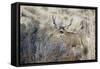 Mule Deer Buck-Ken Archer-Framed Stretched Canvas