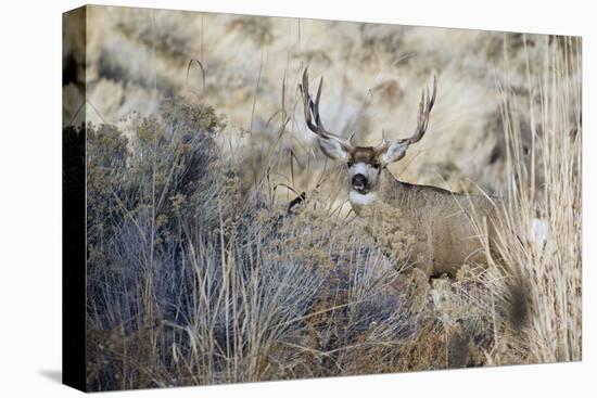 Mule Deer Buck-Ken Archer-Stretched Canvas