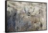 Mule Deer Buck-Ken Archer-Framed Stretched Canvas