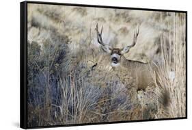 Mule Deer Buck-Ken Archer-Framed Stretched Canvas