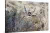 Mule Deer Buck-Ken Archer-Stretched Canvas