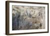 Mule Deer Buck-Ken Archer-Framed Photographic Print