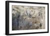 Mule Deer Buck-Ken Archer-Framed Photographic Print