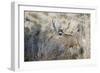 Mule Deer Buck-Ken Archer-Framed Photographic Print