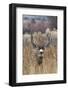 Mule Deer Buck-Ken Archer-Framed Photographic Print