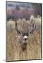 Mule Deer Buck-Ken Archer-Mounted Photographic Print